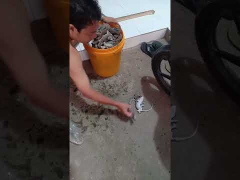 Video: Làm thế nào để loại bỏ vết bẩn trên một Bichon Frise