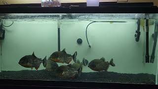 piranhas