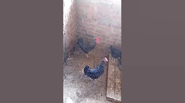 فراخ جميزه بيور من اداره البحوث الزراعيه وهنشوف تجربتي معهم وادائهم وتحملهم للأمراض وإنتاج البيض 