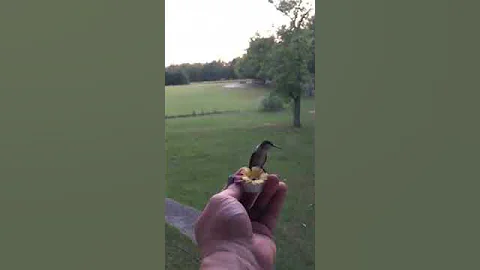 Hand Feeding hummingbirds