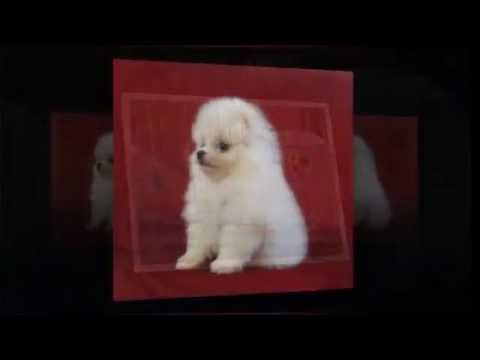 chó pomeranian cute hcm 2016 – 0909.162.570