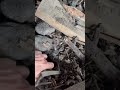 Уголь ако ам семечка
