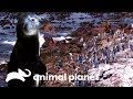 Primer encuentro de pingüinos salvajes con su entorno natural | El Acuario | Animal Planet