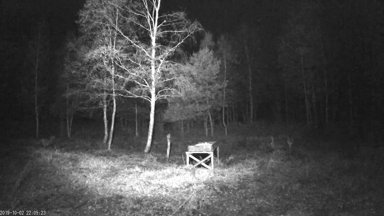 Red Deer Estonia  2019 10 02 sound Redwing 