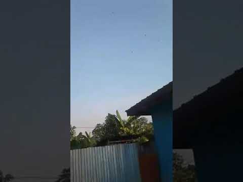 SP SINGA EDANE  PRODUK BANUA WALET 2017 2018