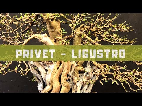 Βίντεο: Φυτά Ligustrum στο τοπίο - Συμβουλές για τη φύτευση θάμνων Ligustrum