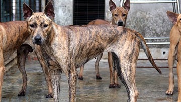 Giống Chó Vện Phú Quốc có khôn không? Giá bán bao nhiêu tiền?