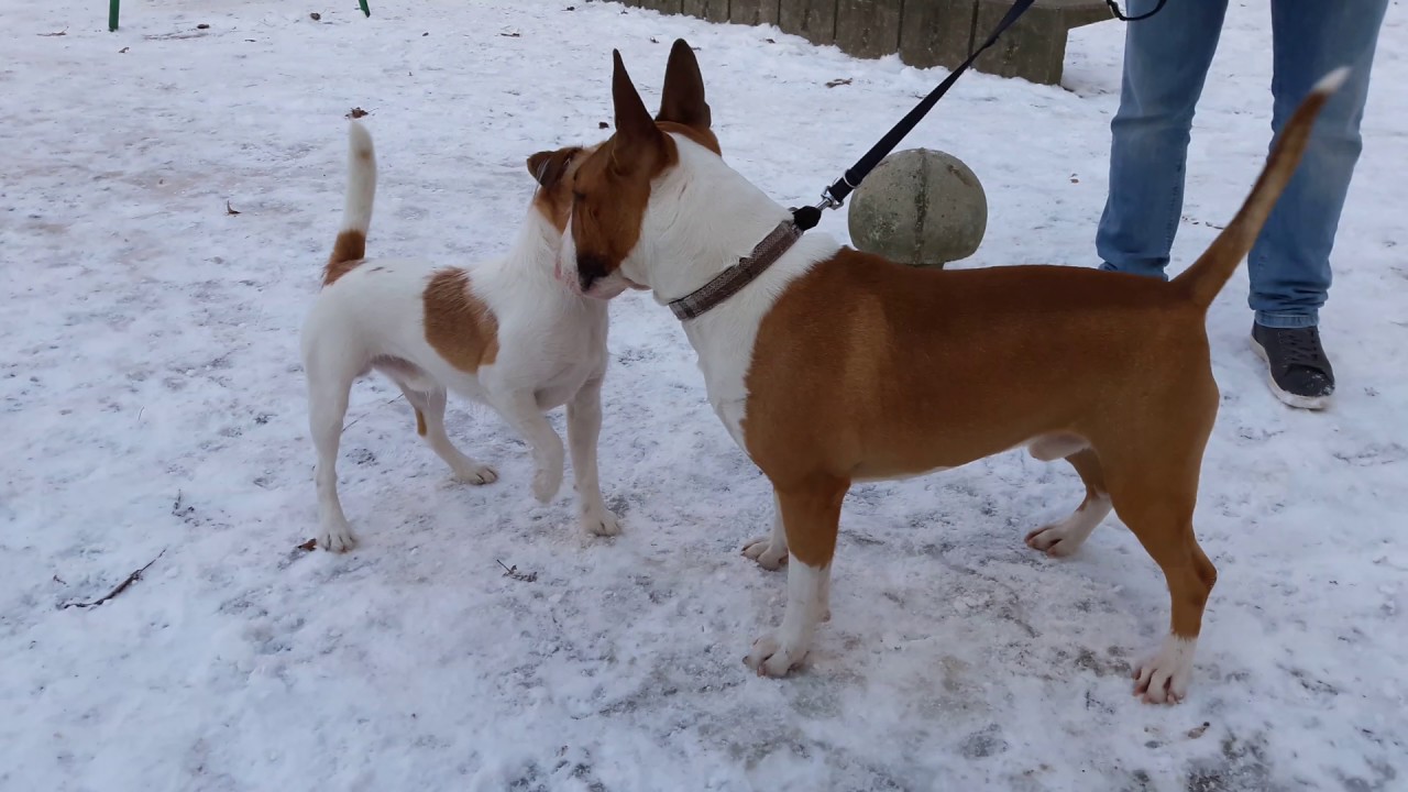 bull terrier jack russell