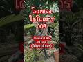 โลกของไดโนเสาร์ 003 เอวีไมมุส (Avimimus) #jurassicpark #nature #landscape