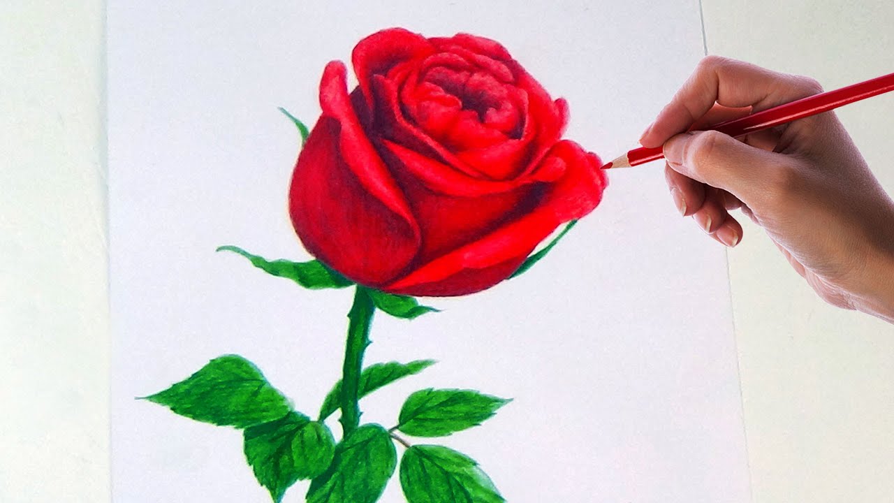 Drawing A Rose Flower With Simple Colored Pencils  YouTube