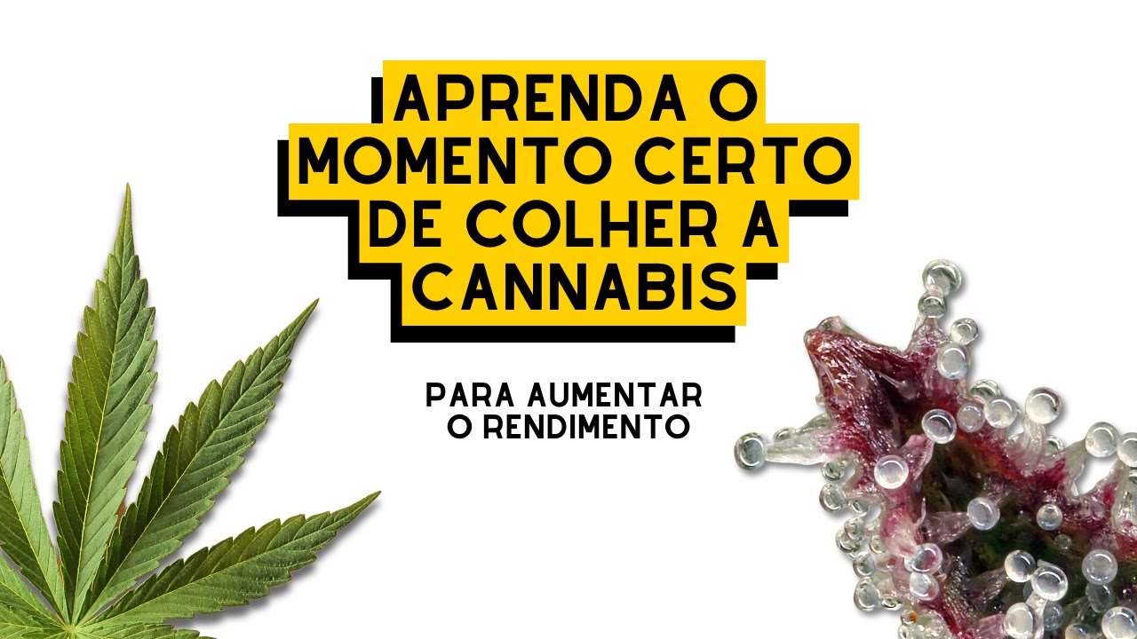 COMO DEFINIR o MOMENTO CERTO pra COLHEITA da CANNABIS (análise de artigo)