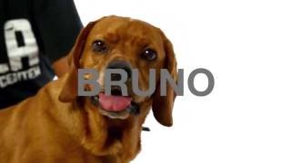 Adopt Bruno at NKLA
