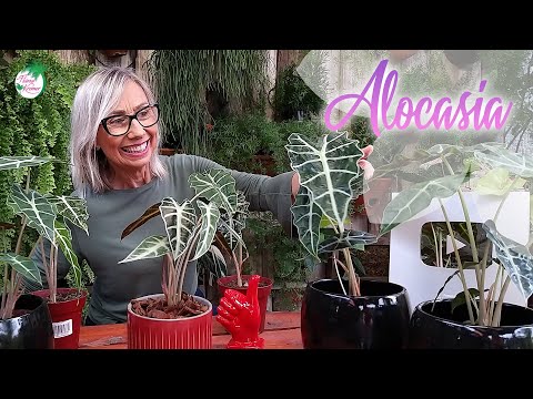 Vídeo: Quão rápido a alocasia cresce?