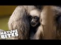This Baby Gibbon Is Afraid Of Heights | The Secret Life of the Zoo | Nature Bites