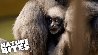 Cowardly Baby Gibbon MUST Learn to Climb | The Secret Life of the Zoo | Nature Bites