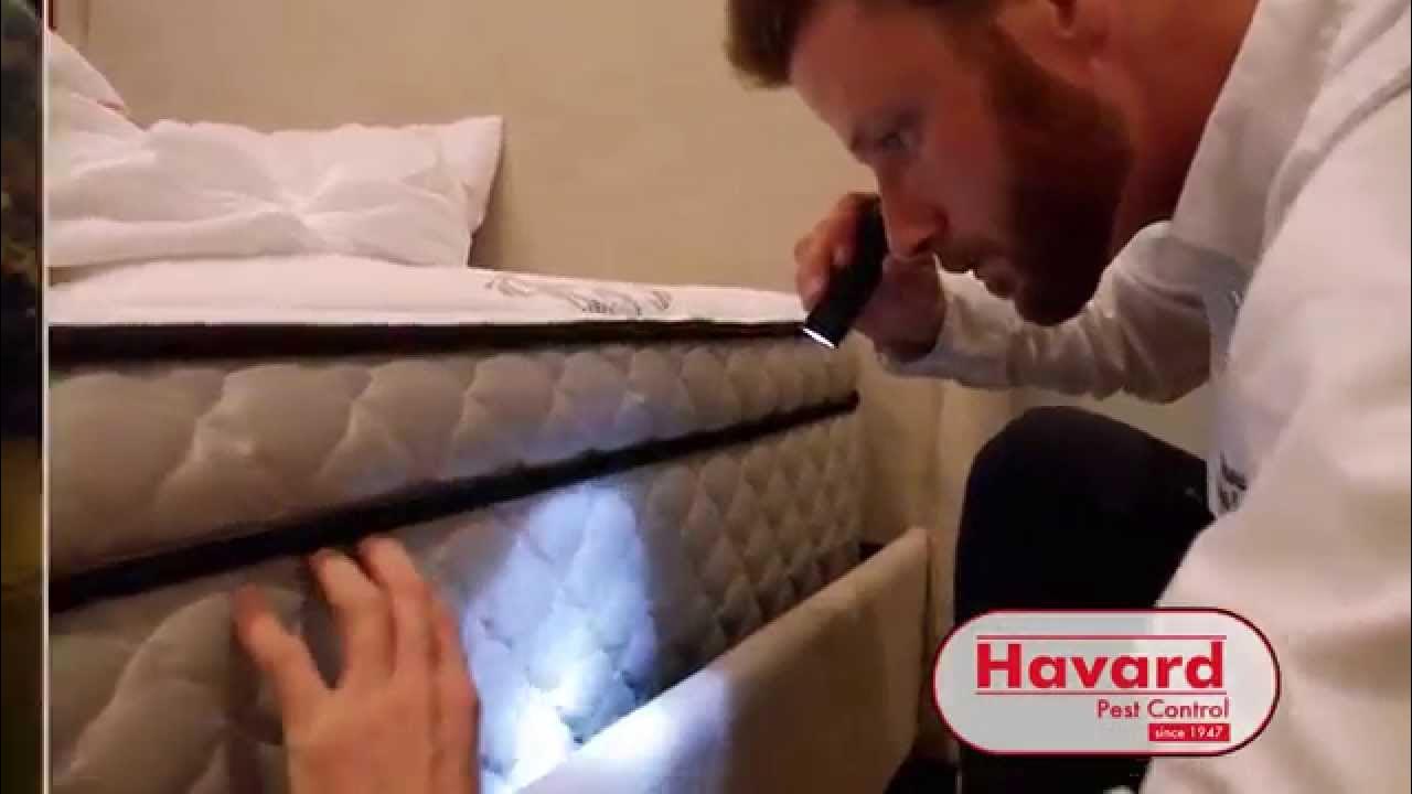WDAM Commercial Havard Pest Control Bed Bugs YouTube