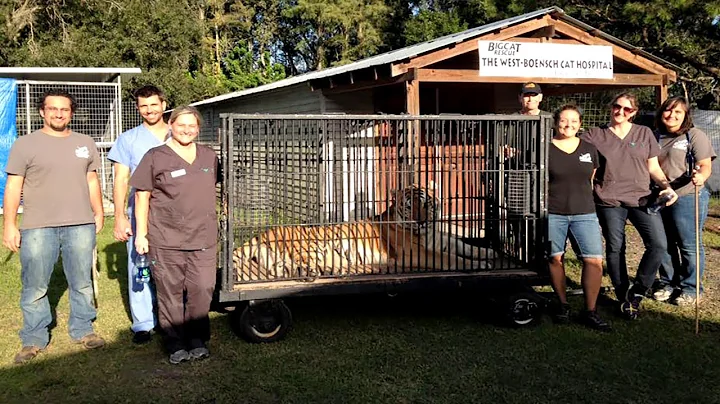 TJ Tiger Gets A Visit From The Dentist