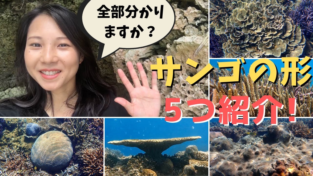 サンゴの形を5つ紹介します！ - YouTube