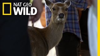 Regarding the Temple Deer | Wild Japan