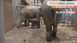 9年ぶりにアジアゾウの赤ちゃん 誕生直後の映像 母子ともに健康で授乳も確認 名古屋の東山動物園のアジアゾウは5頭に(2022/6/26)