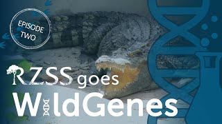 Saving Siamese crocodiles in Cambodia | RZSS Goes WildGenes