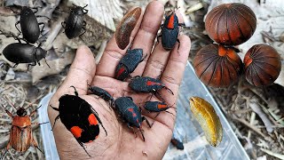 This is very cool! I found some beetles and other insects to observe