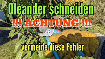 Wie weit muss man Oleander Runterschneiden?