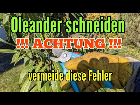 Video: Wie züchtet man zarte Oleanderblüten?