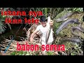 mancing super seru di rawa tempat nya monster lele