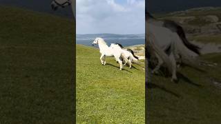LOS CABALLOS MÁS RUDOS QUE HAY EN ESCOCIA QUE POCOS CONOCEN🐎💰#caballos #horse #shorts #rancho