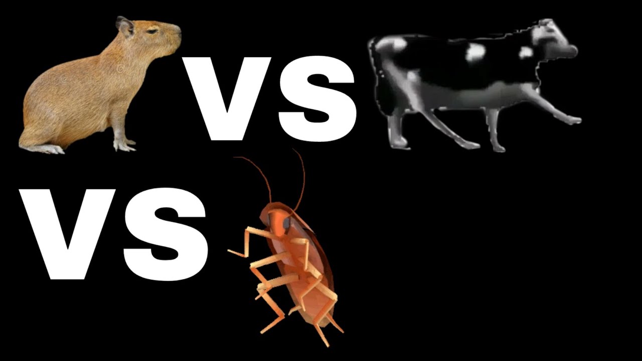 BATALLA EPICA CAPYBARA VS LA VACA BAILANDO VS LA CUCARACHA BAILANDO# ...