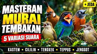 Masteran Murai Tembakan Tengkek Buto, Cucak Jenggot, Kapas Tembak, Cililin, Teppus