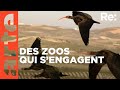 Zoos  protger les espces menaces   arte regards