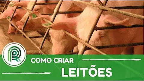 Por que é importante a secagem dos leitões logo após o nascimento?