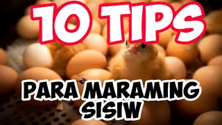 10 Tips Para Maraming Sisiw | Egg Management | Free-range chicken farming