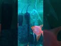 Day 2: mom and dad fanning eggs. #fishkeepinghobby #freshwaterfish #fishkeepers #shorts