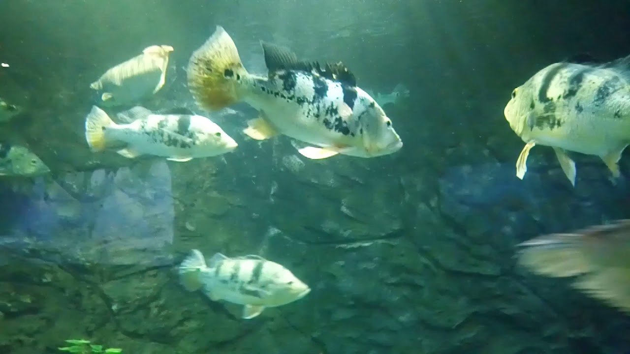 Amazon fish - YouTube