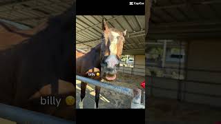 FrESh lEmoNaDE #horse #equestrian #fyp