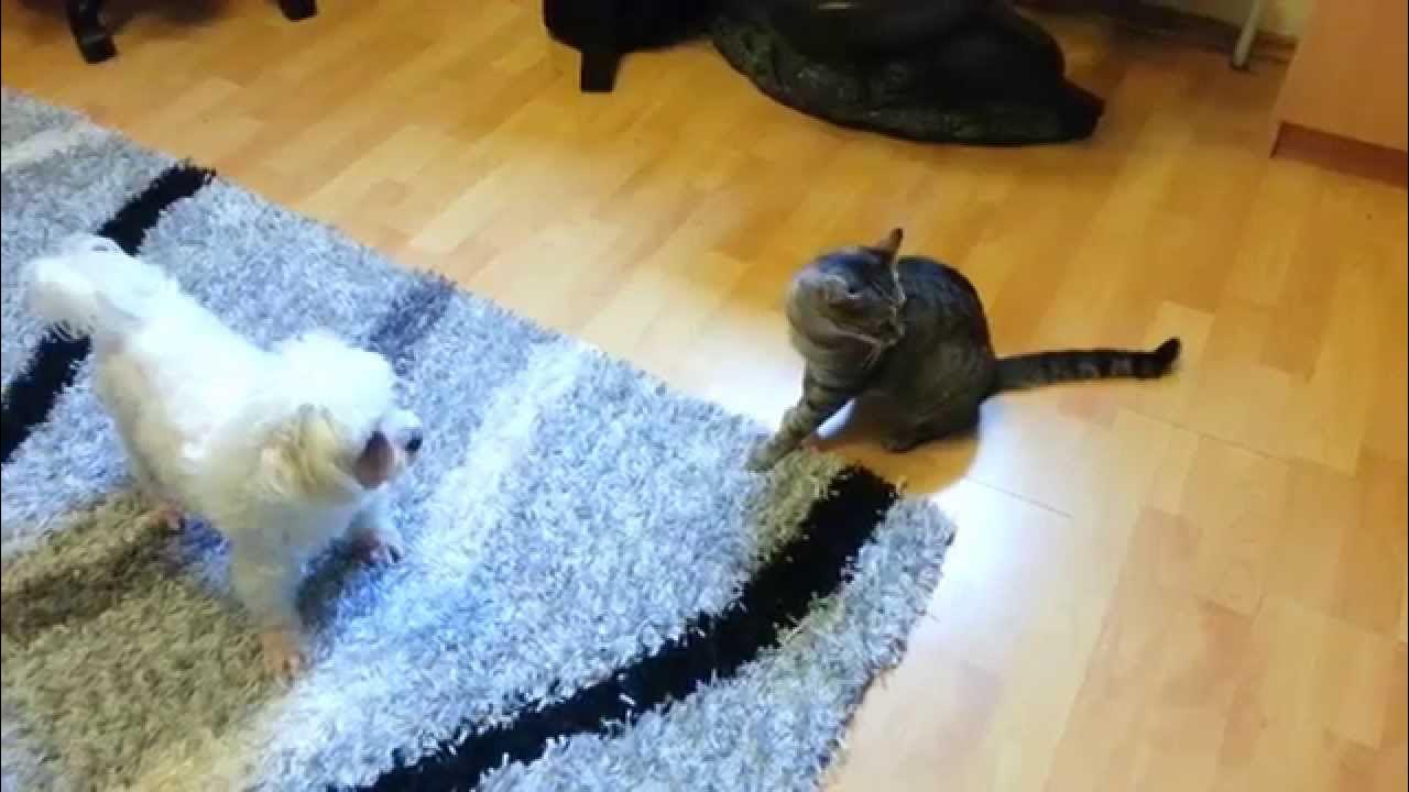 kitty vs. dog fun fight, just playing YouTube