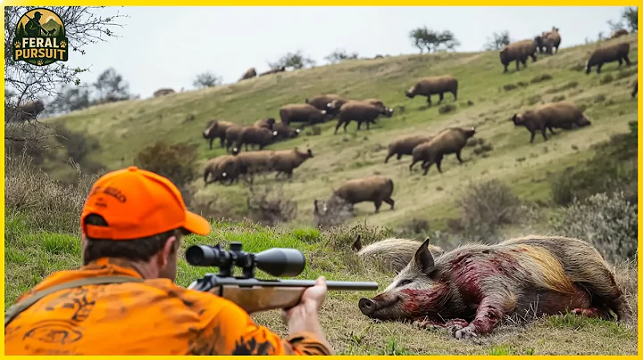 How Do Virginia Hunters Deal With Millions of Wild Hogs? | Hunting for Wild Boar