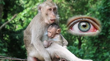 How monkeys eat bananas even in winter || feeding bananas to the monkey monkey eat banana