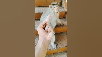 Monkey’s Reaction to My Middle Finger 😳🐒#shorts