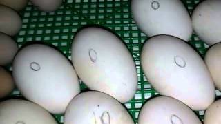 Инкубация: охлаждение и докладывание гусиных яиц.Incubation: cooling on adding and goose eggs(В этом видео я рассказываю о моём способе вывода гусят с периодичной докладкой яйца. Канал обо всём. Просты..., 2016-04-08T12:31:07.000Z)