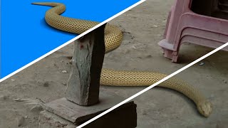 Naagin 6 Pratha/Prathna Snake editing effect video