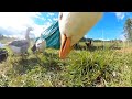 Our Farm from a Goose POV (GoPro Goose)