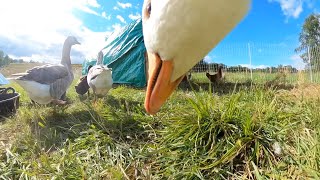 Our Farm from a Goose POV (GoPro Goose)