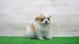 Coo&RIKU No.00749575 チワワ（ロングコート） - YouTube