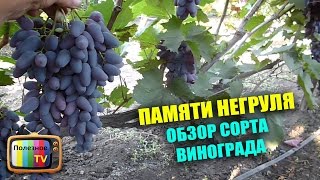 Виноград Негруля Описание Сорта Фото Отзывы