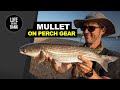 HOW TO CATCH MULLET - On PERCH FISHING gear!