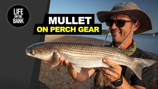 HOW TO CATCH MULLET - On PERCH FISHING gear!